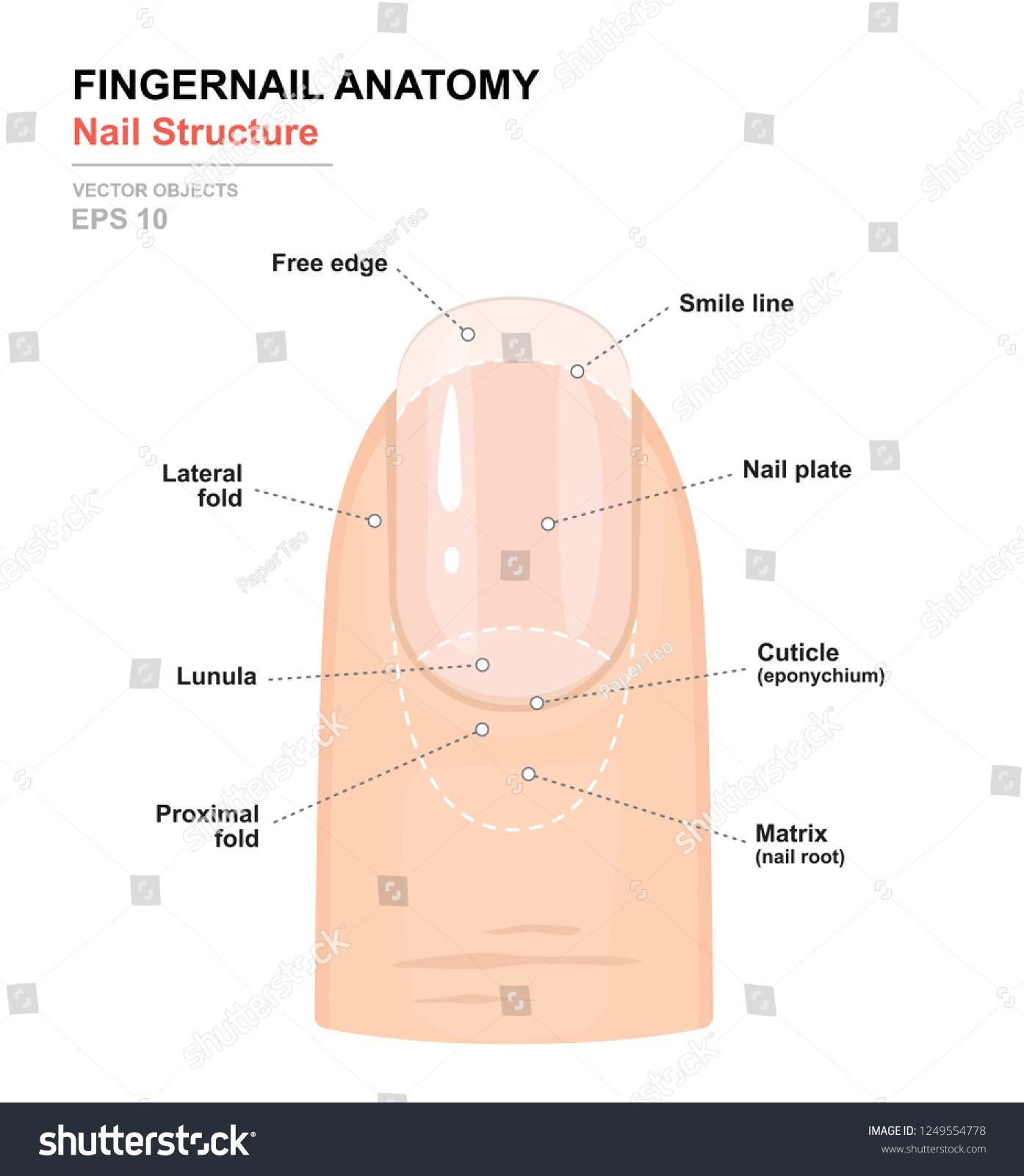 Fingernail Anatomy Structure Human Nail Science Stock Vector Royalty