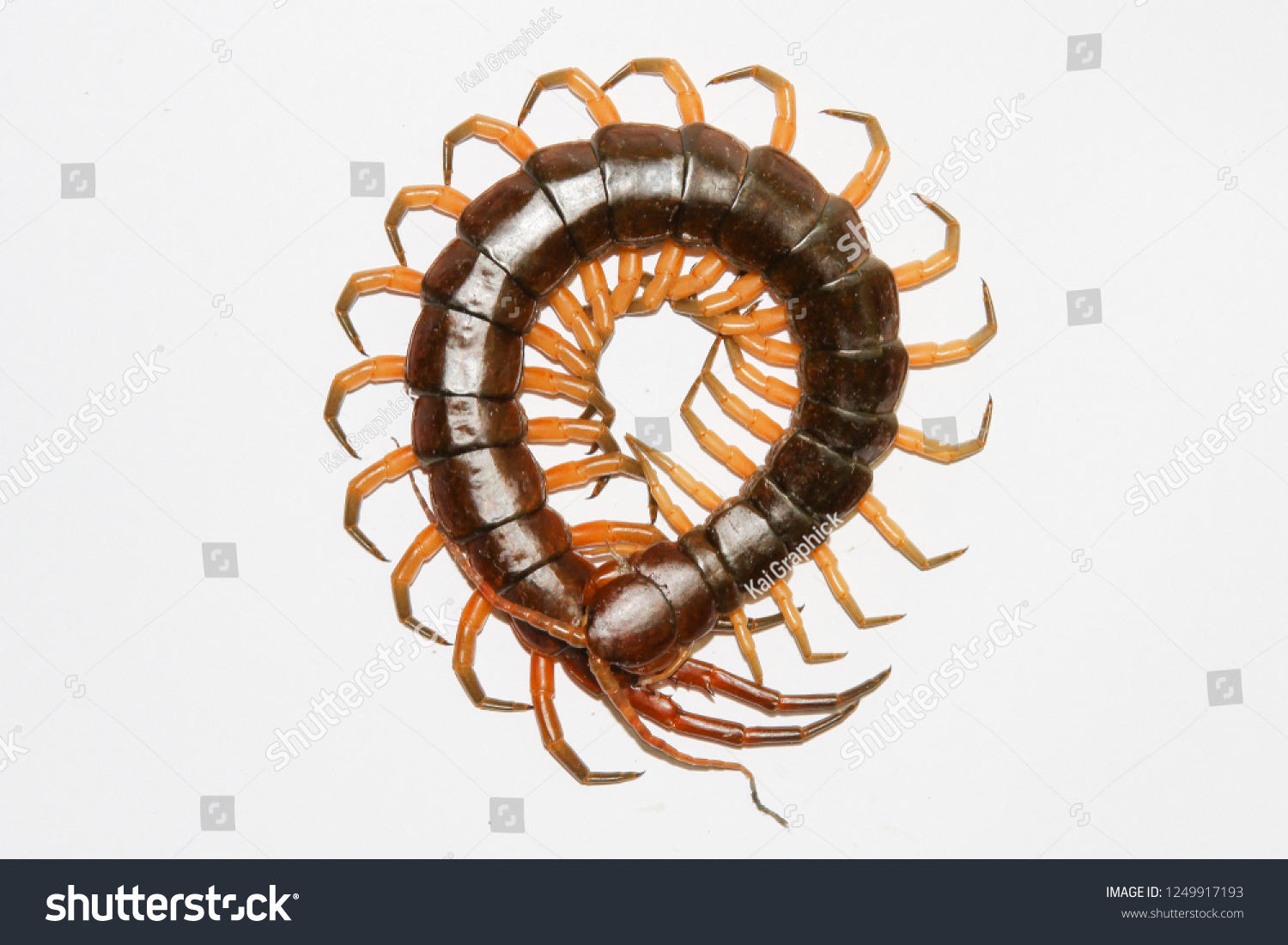 Centipedes Venomous Creature Many Legs Stock Photo 1249917193 ...