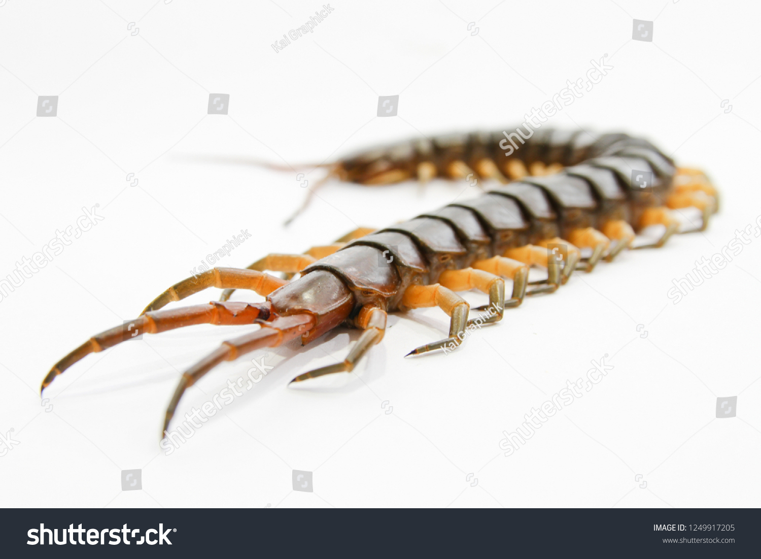 Centipedes Venomous Creature Many Legs Stock Photo 1249917205 