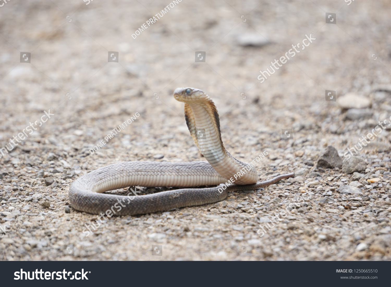 Indochinese Spitting Cobra Naja Siamensis Found Stock Photo 1250665510 ...