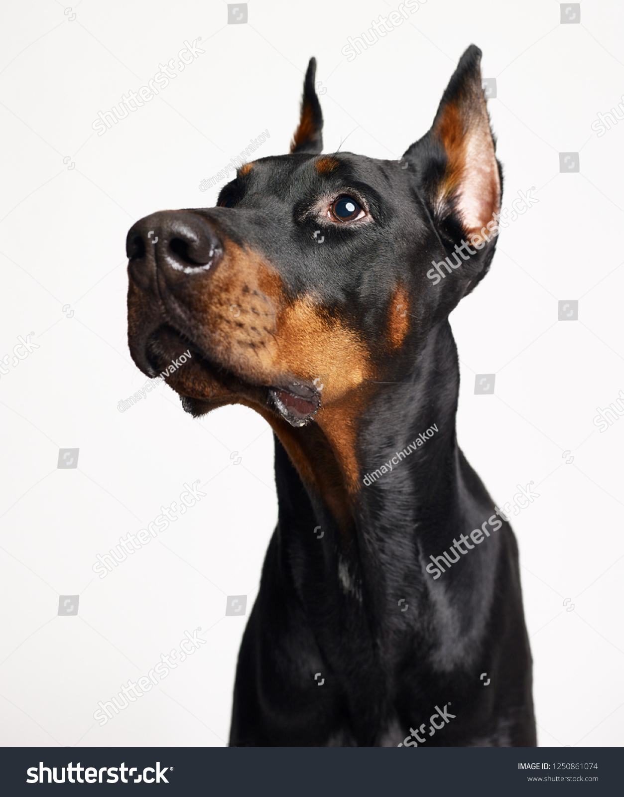 10,323 Doberman On White Images, Stock Photos & Vectors 