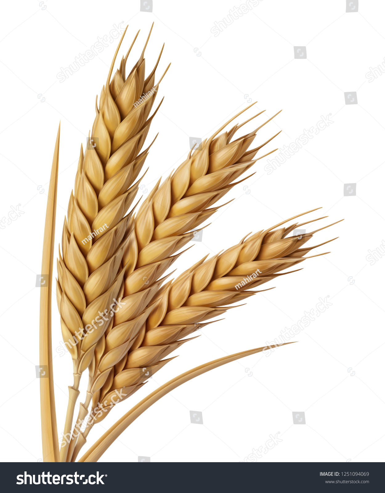 wheat head clip art