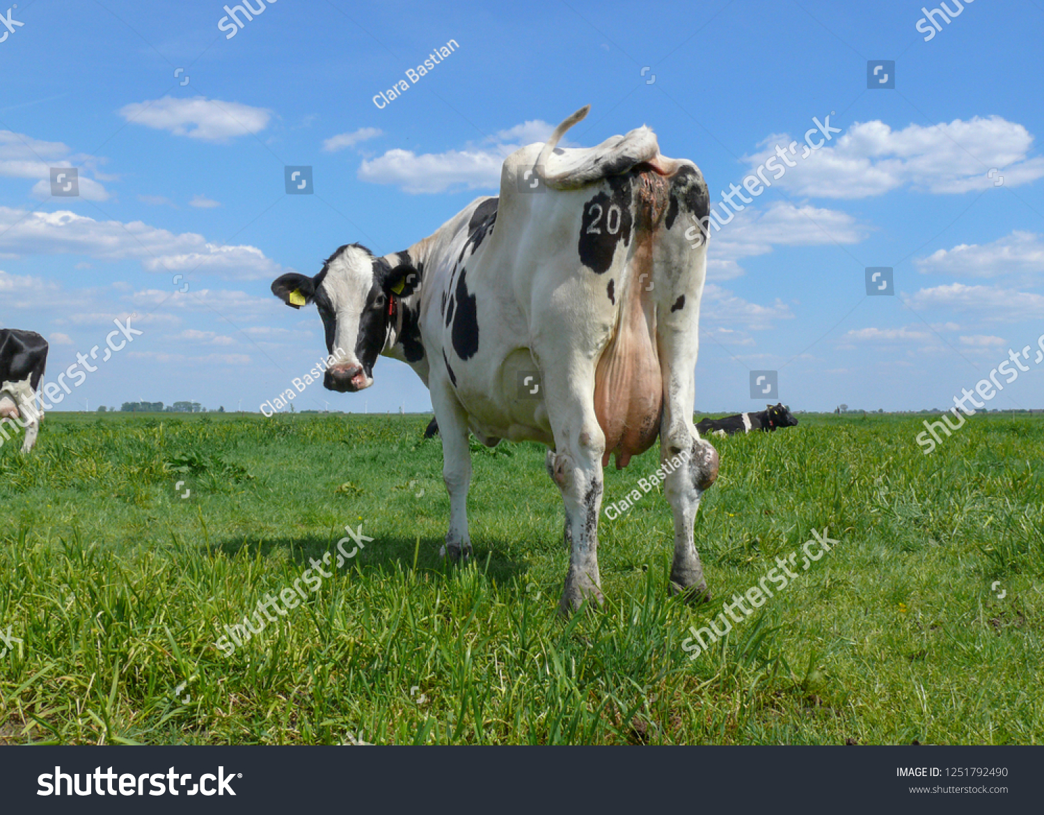 Зад коровы