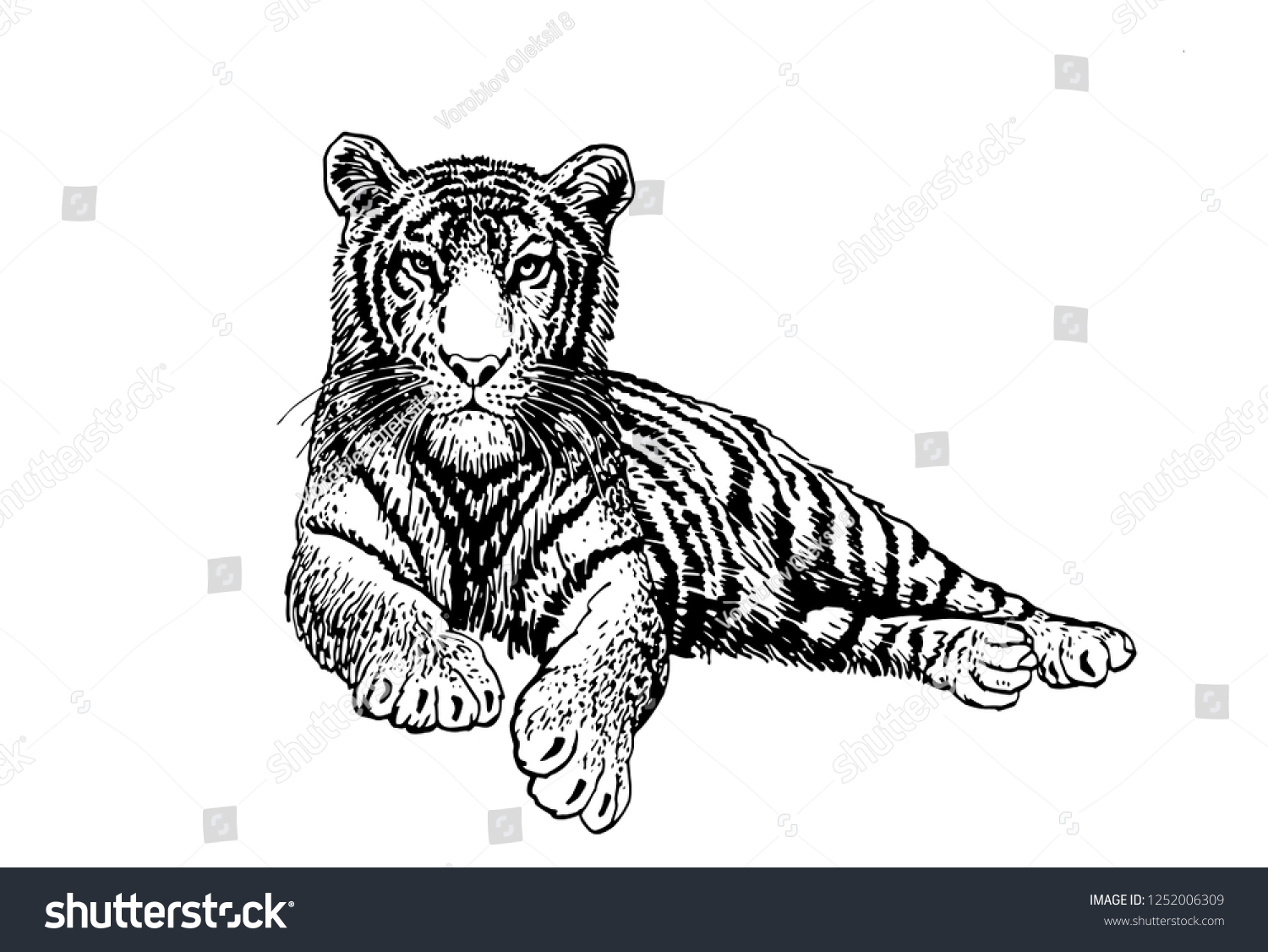 Graphical Set Tigers Isolated On Whitevector Stock Vector Royalty Free