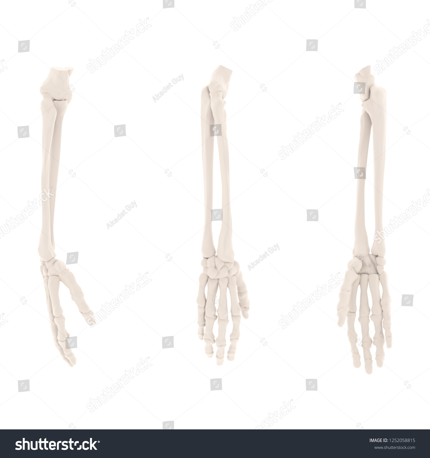 Skeleton View Arm Hand Including Radius Stock Illustration 1252058815 ...