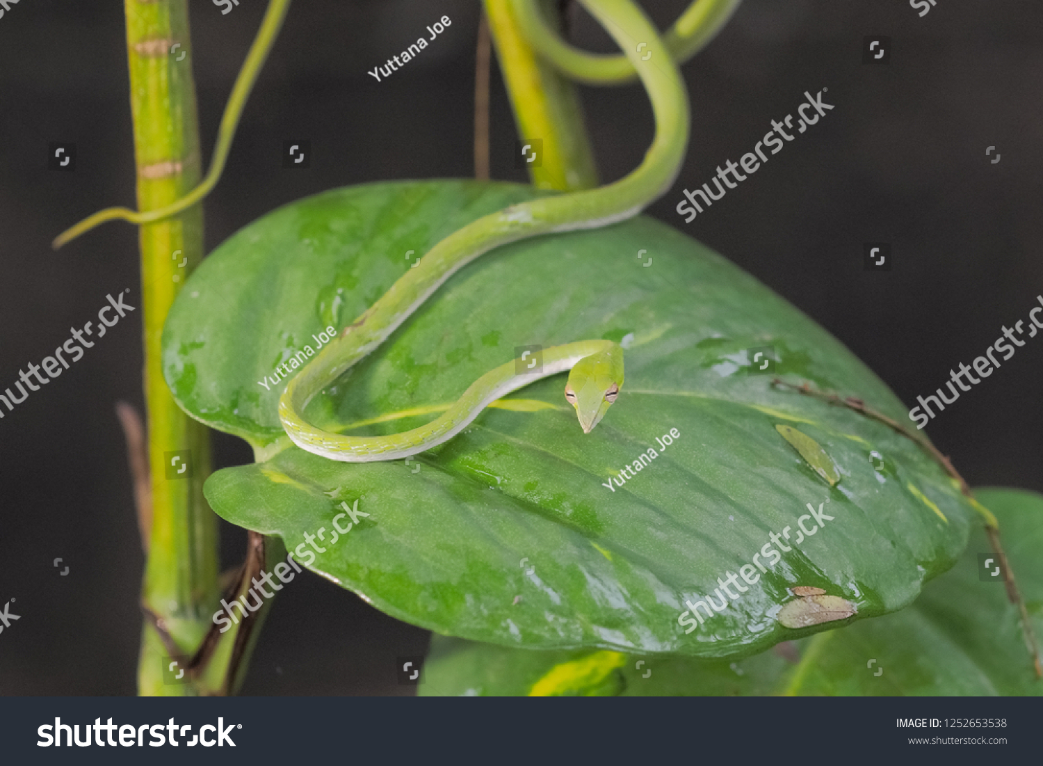 Portrait Green Asian Vine Snake Resting Stock Photo