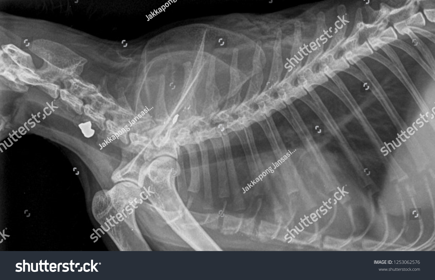 Xray Film Dog Lateral View Closed Stock Photo 1253062576 