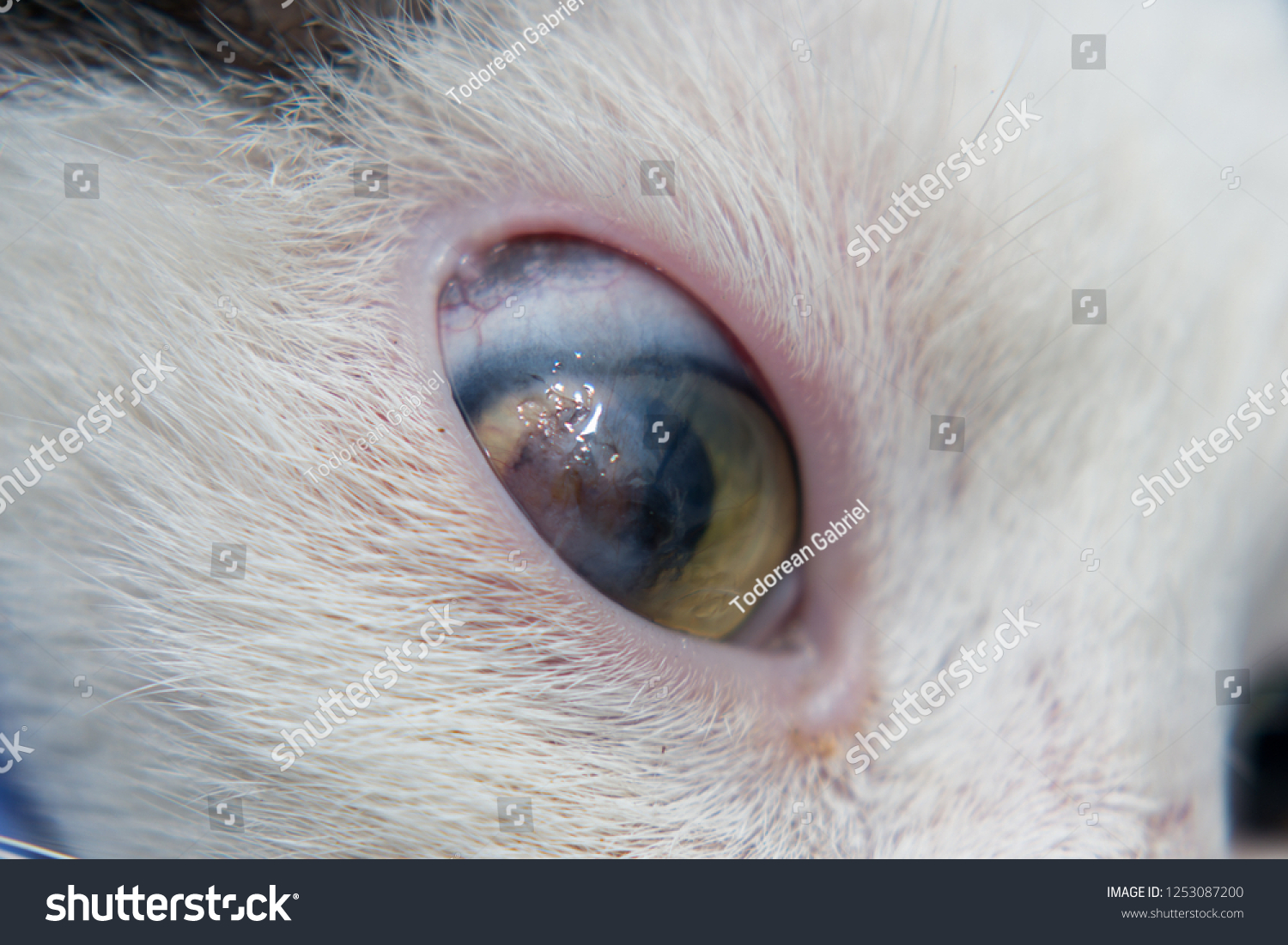 Adult Cat Corneal Ulcer Stock Photo 1253087200 | Shutterstock