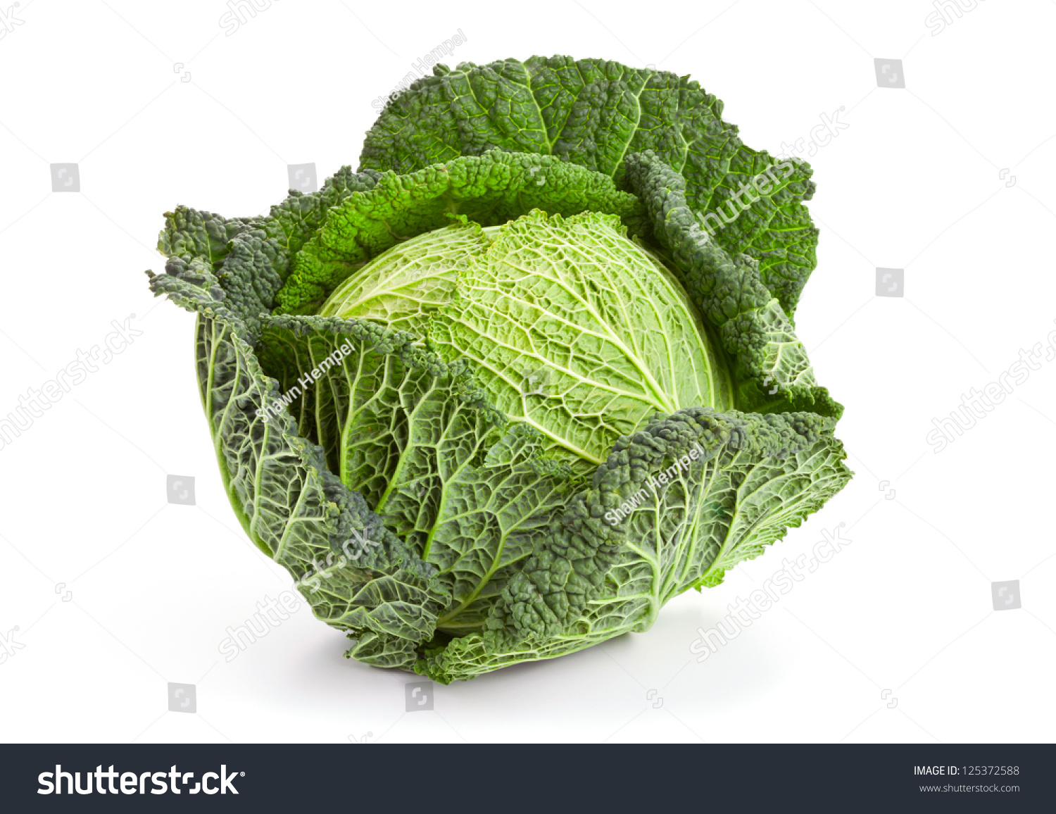 Hispi Cabbage