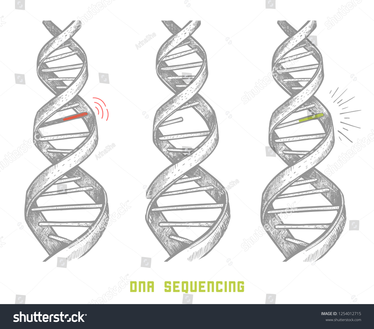 Молекула ДНК рисунок карандашом