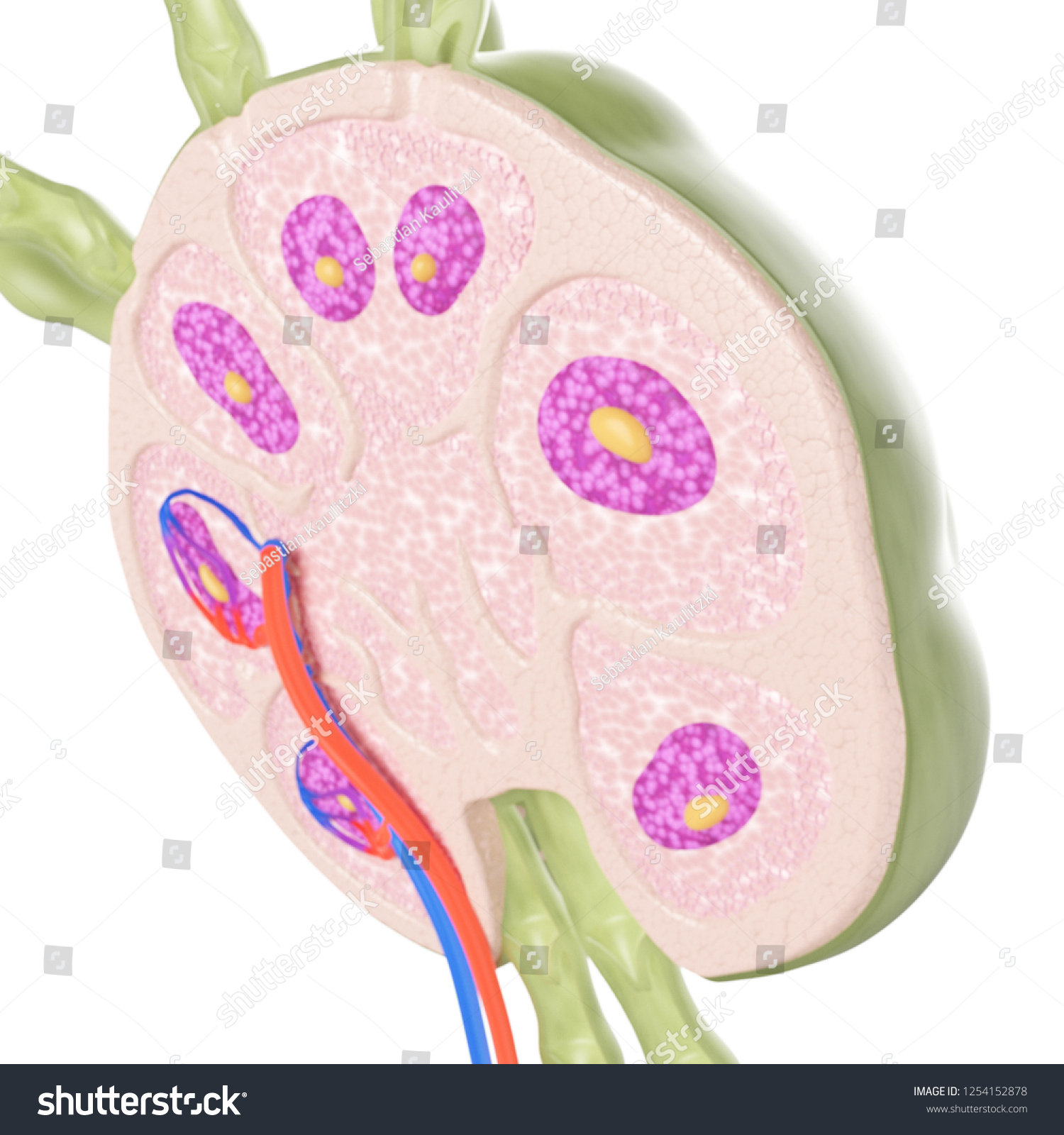 3d Rendered Medically Accurate Illustration Lymph Stock Illustration ...