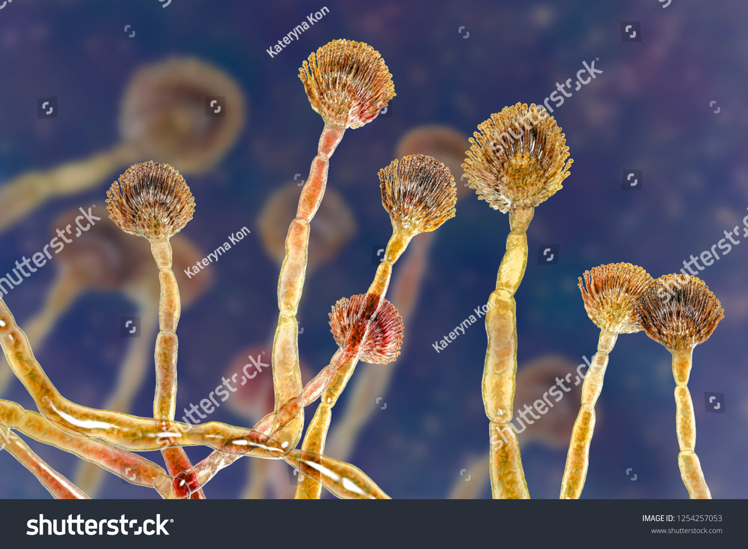 Fungus Aspergillus Flavus 3d Illustration Major Stock Illustration ...