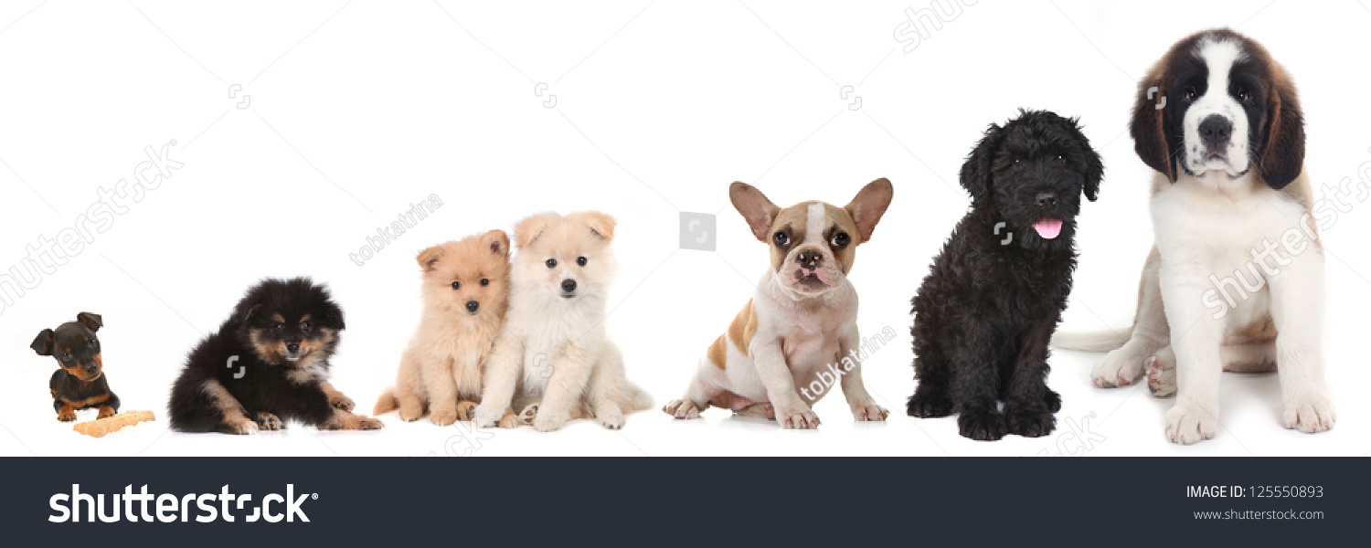 Lineup 5 Different Breeds Puppy Dogs Stock Photo 125550893 | Shutterstock