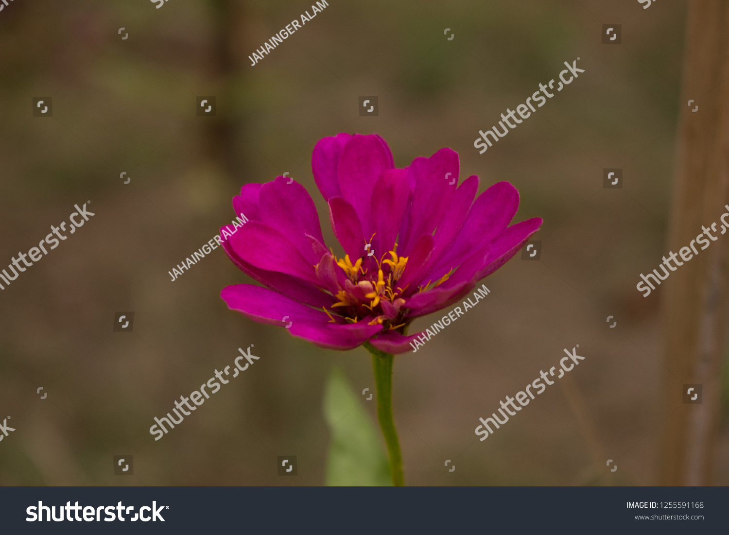 Cosmos Bipinnata Cavangiospermae Dicotyledoneae Sympetalae Campanulales写真素材 Shutterstock