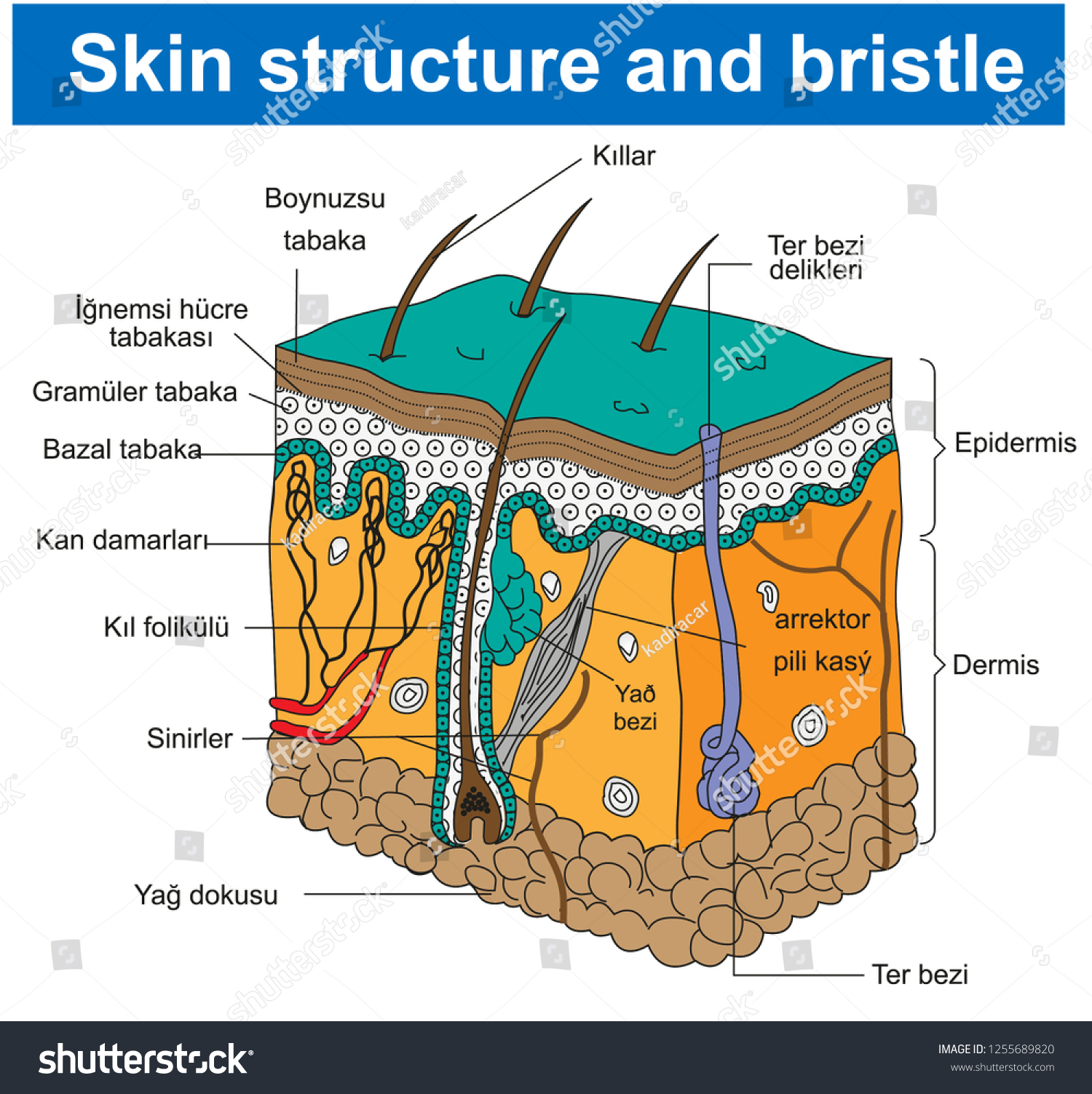 26 Bird Body Cross Section Images, Stock Photos & Vectors | Shutterstock