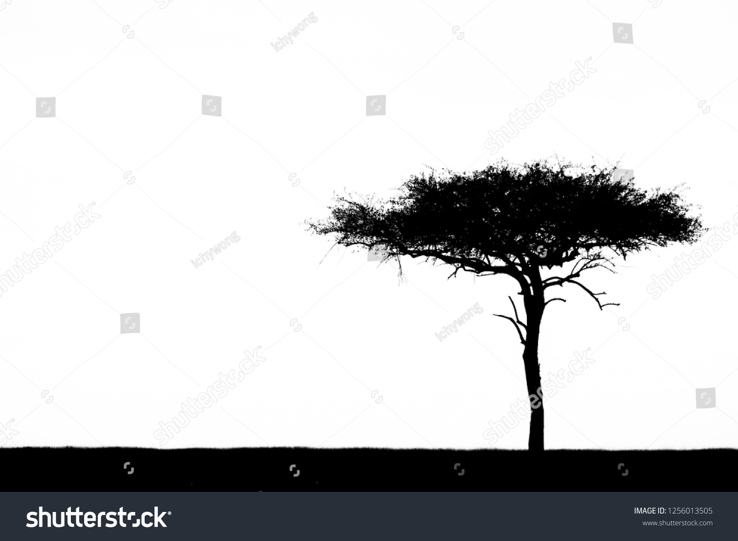 Silhouette Acacia Tree On White Background Stock Photo 1256013505 ...