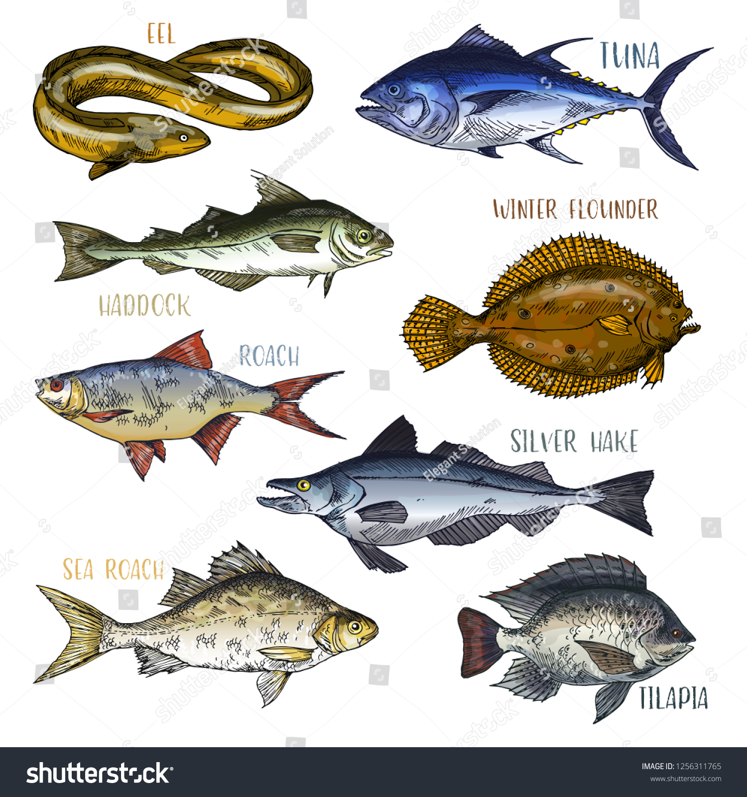 Signboards Fish Trophy Signs Eel Haddock Stock Vector (Royalty Free ...