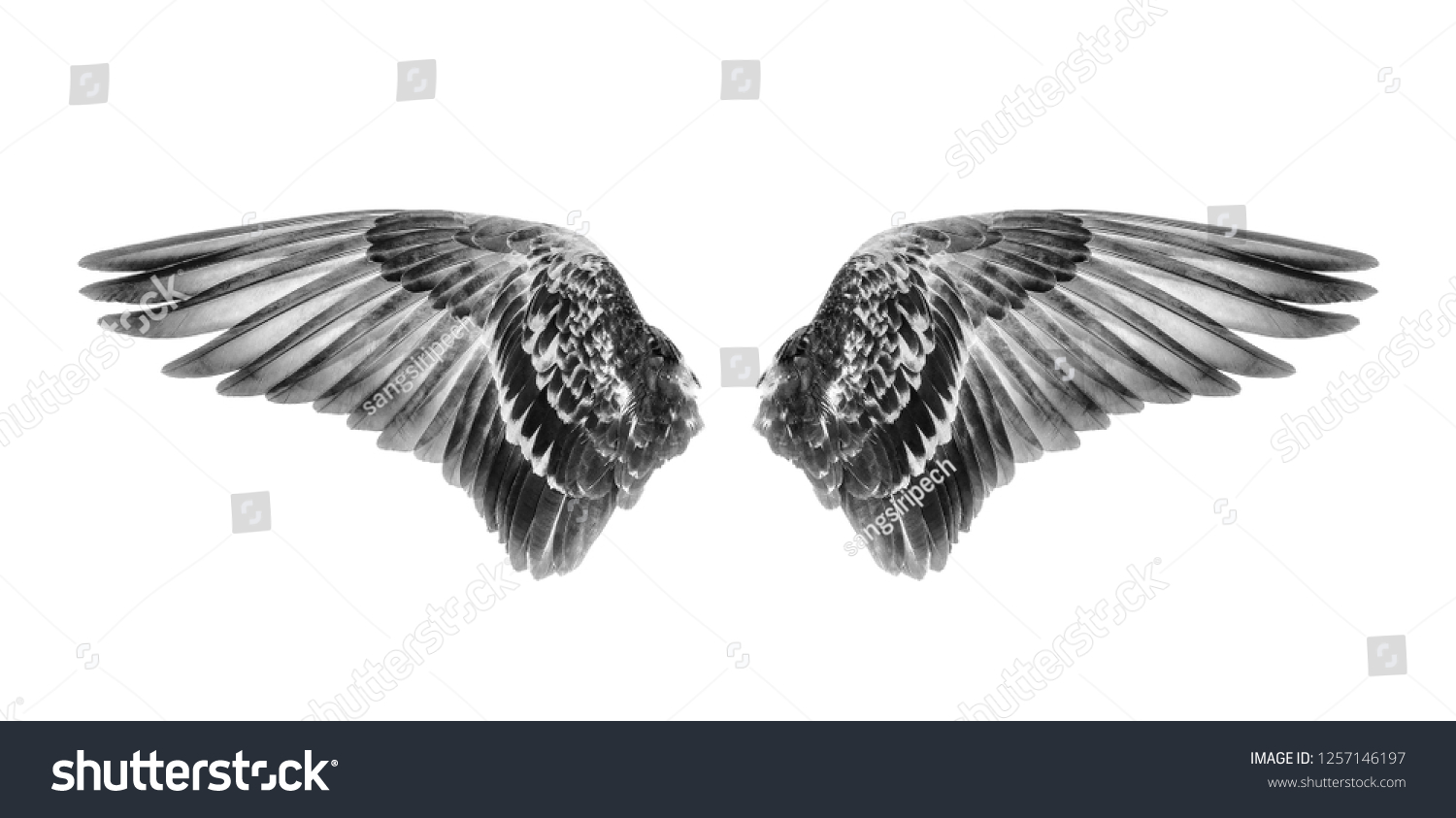 Wings Birds Isolated On White Background Stock Photo 1257146197 ...