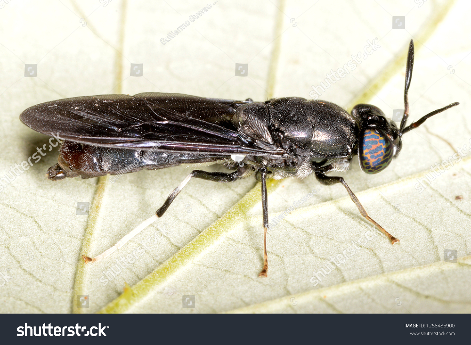 Adult Hermetia Illucens Black Soldier Fly Stock Photo 1258486900 ...