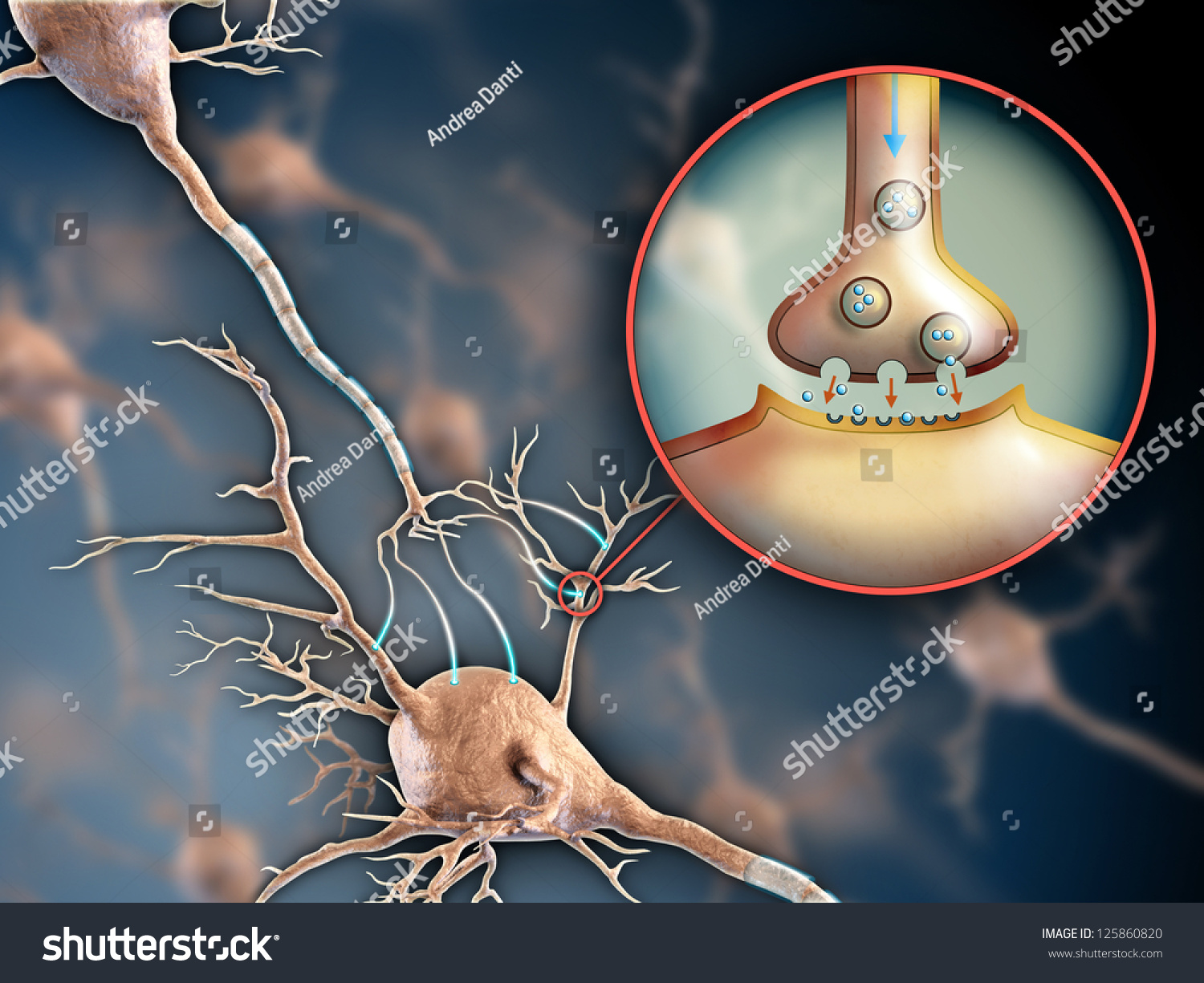 Two Neurons Connecting By Using Electrochemical Stock Illustration ...