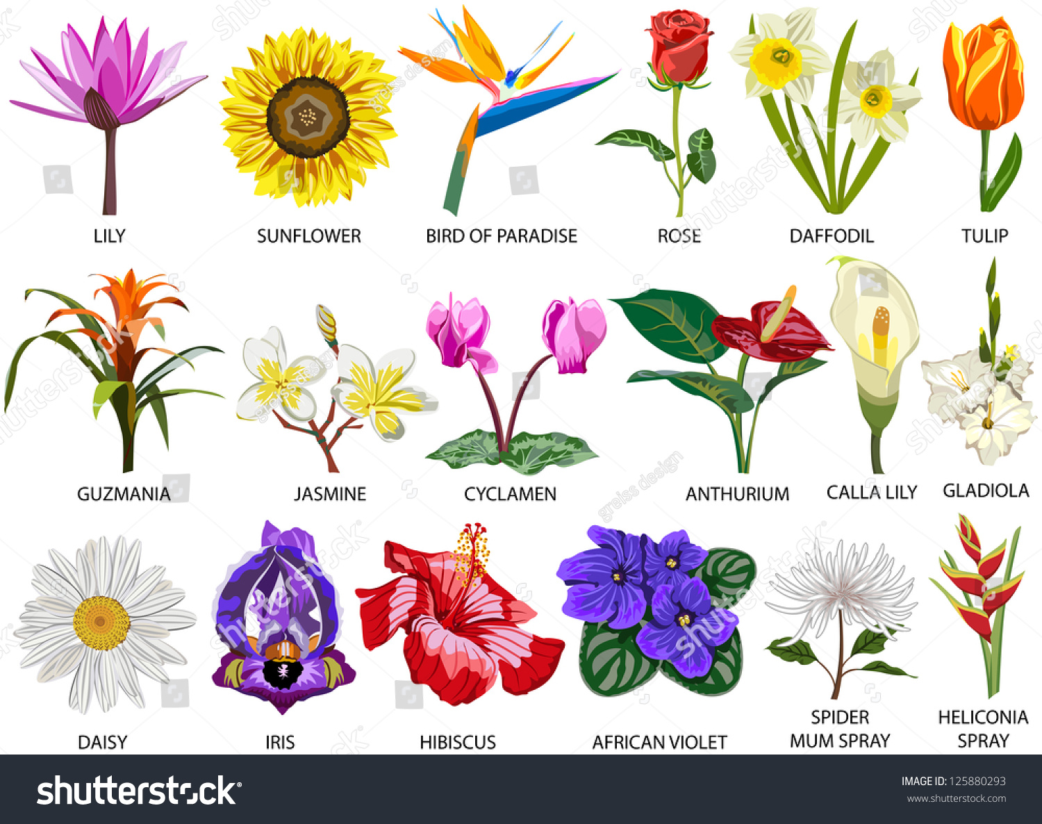 Название цветка с большой буквы. Цветы названия. Названия цветов растений. Название всех видов цветов. Цветы разных видов и их названия.