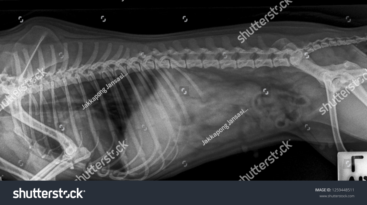 X Ray Abdominal Dog Side View Stock Photo 1259448511 | Shutterstock