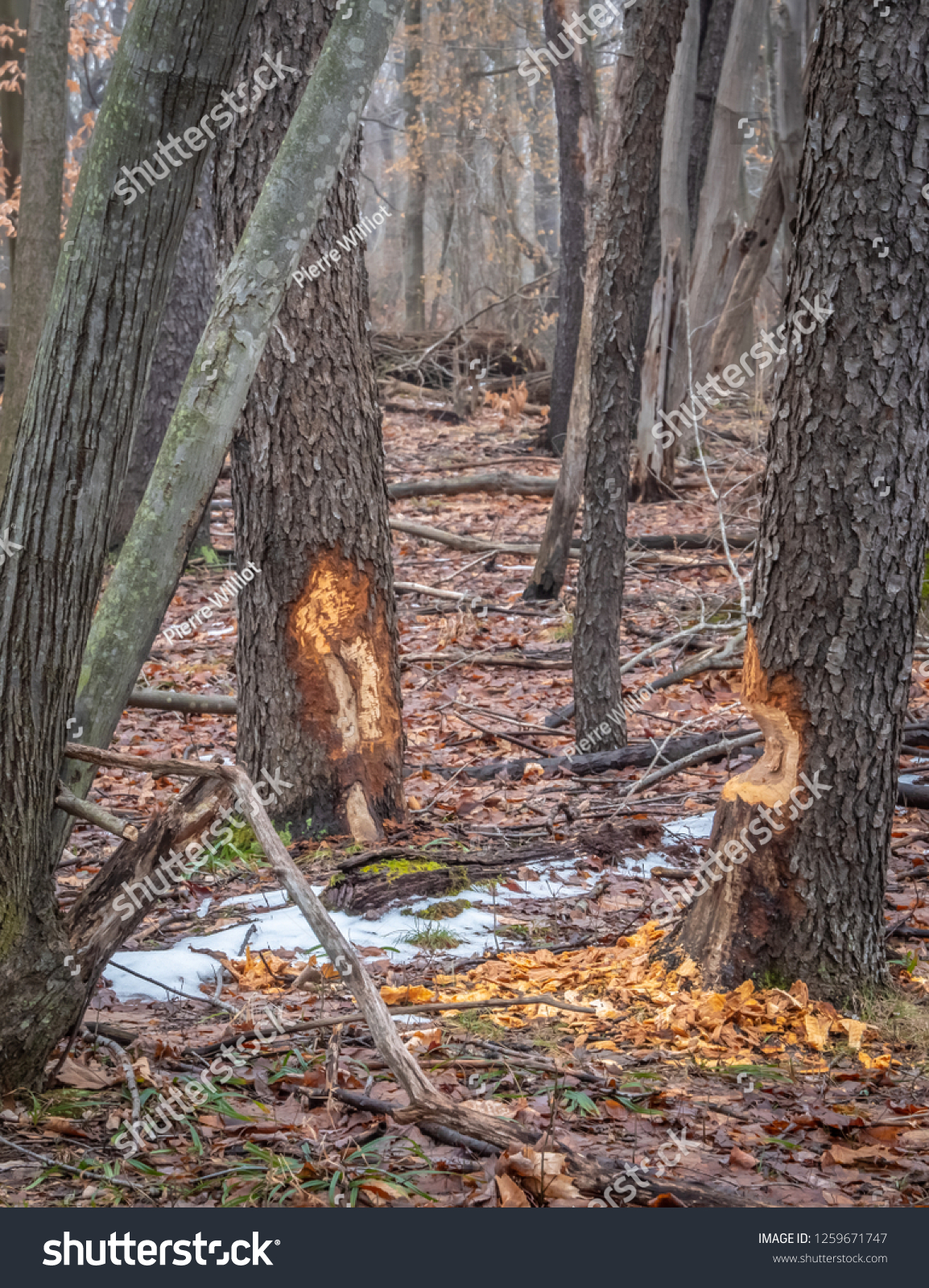 are dogs allowed at reinstein woods