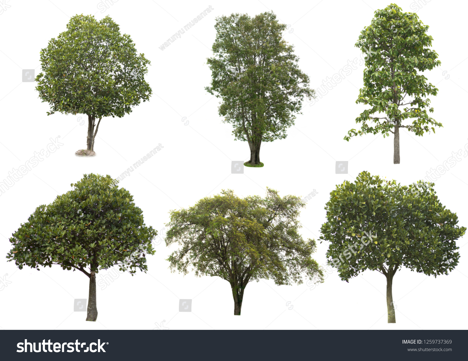 Tree Dicut Isolated On White Background Stock Photo 1259737369 ...