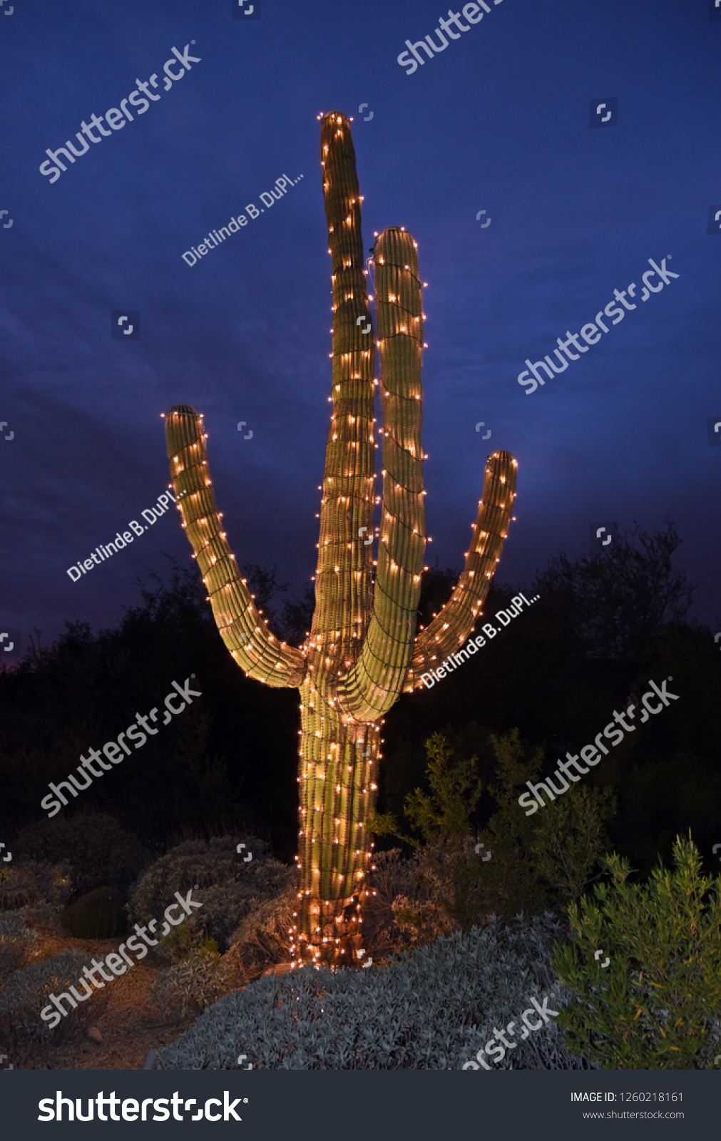 Saguaro Cactus String Lights Stock Photo 1260218161 | Shutterstock