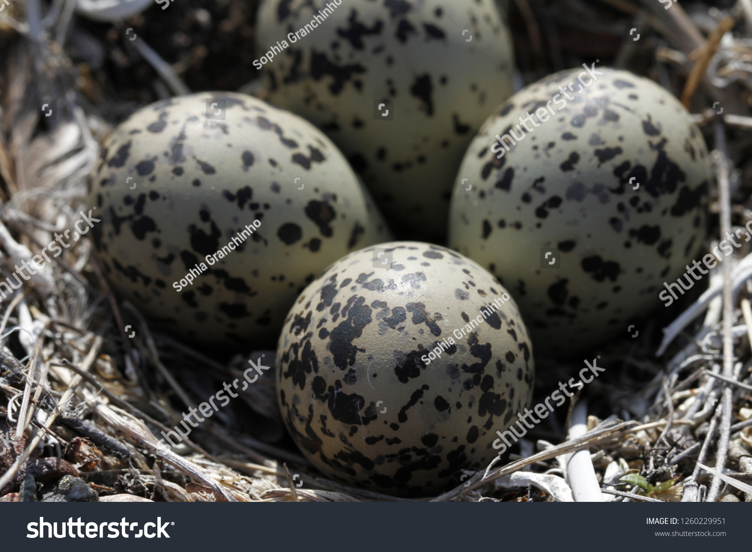 57,775 Wild bird eggs Images, Stock Photos & Vectors | Shutterstock