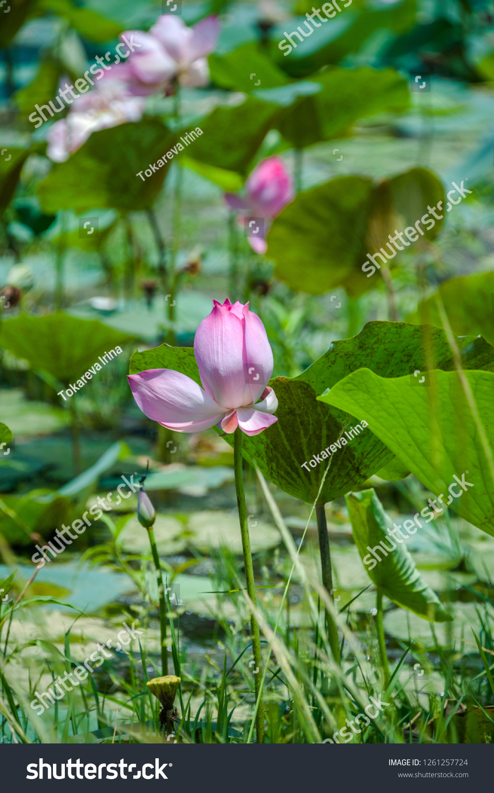 Lotus Flower Sri Lanka Stock Photo 1261257724 | Shutterstock