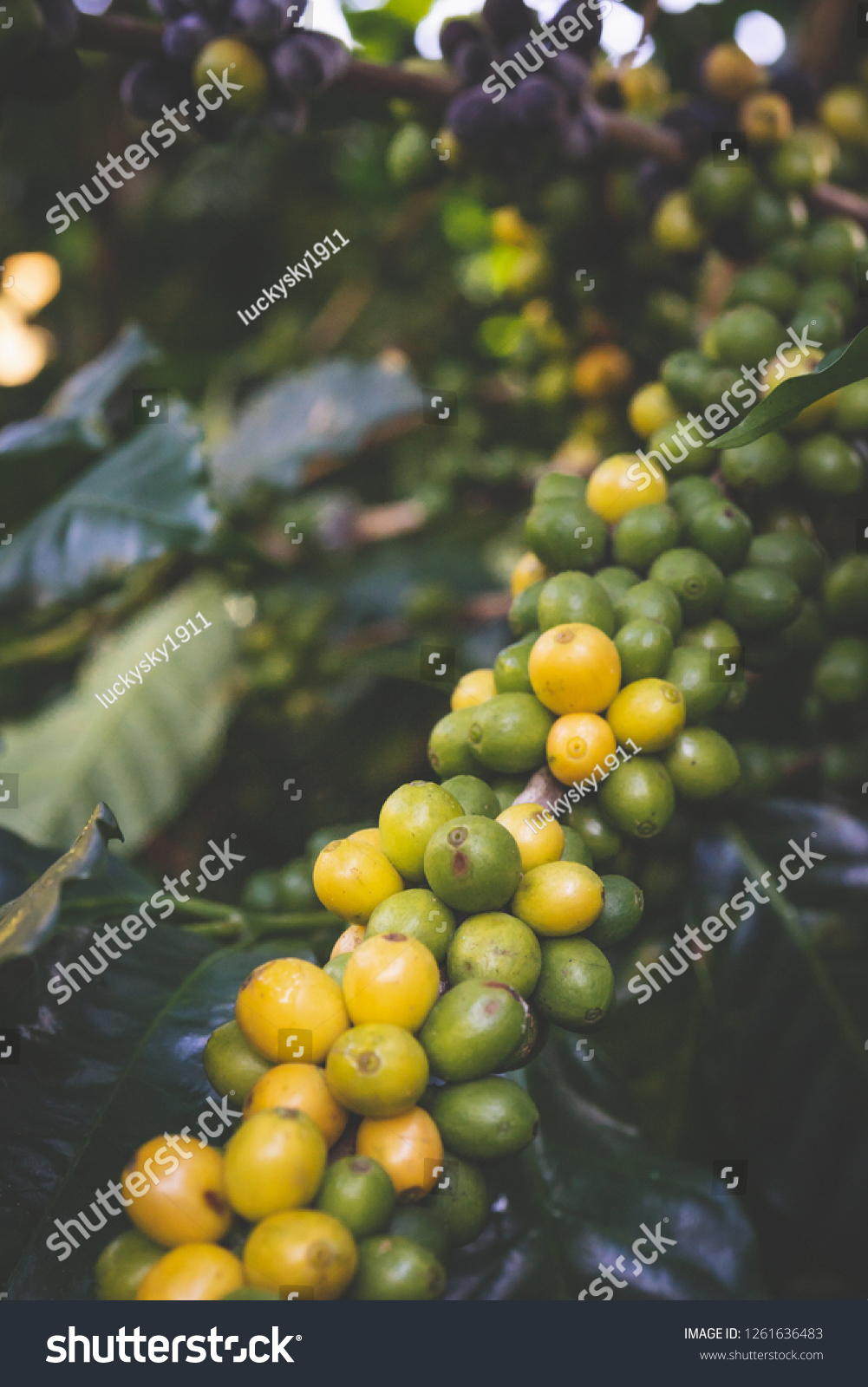 typica arabica