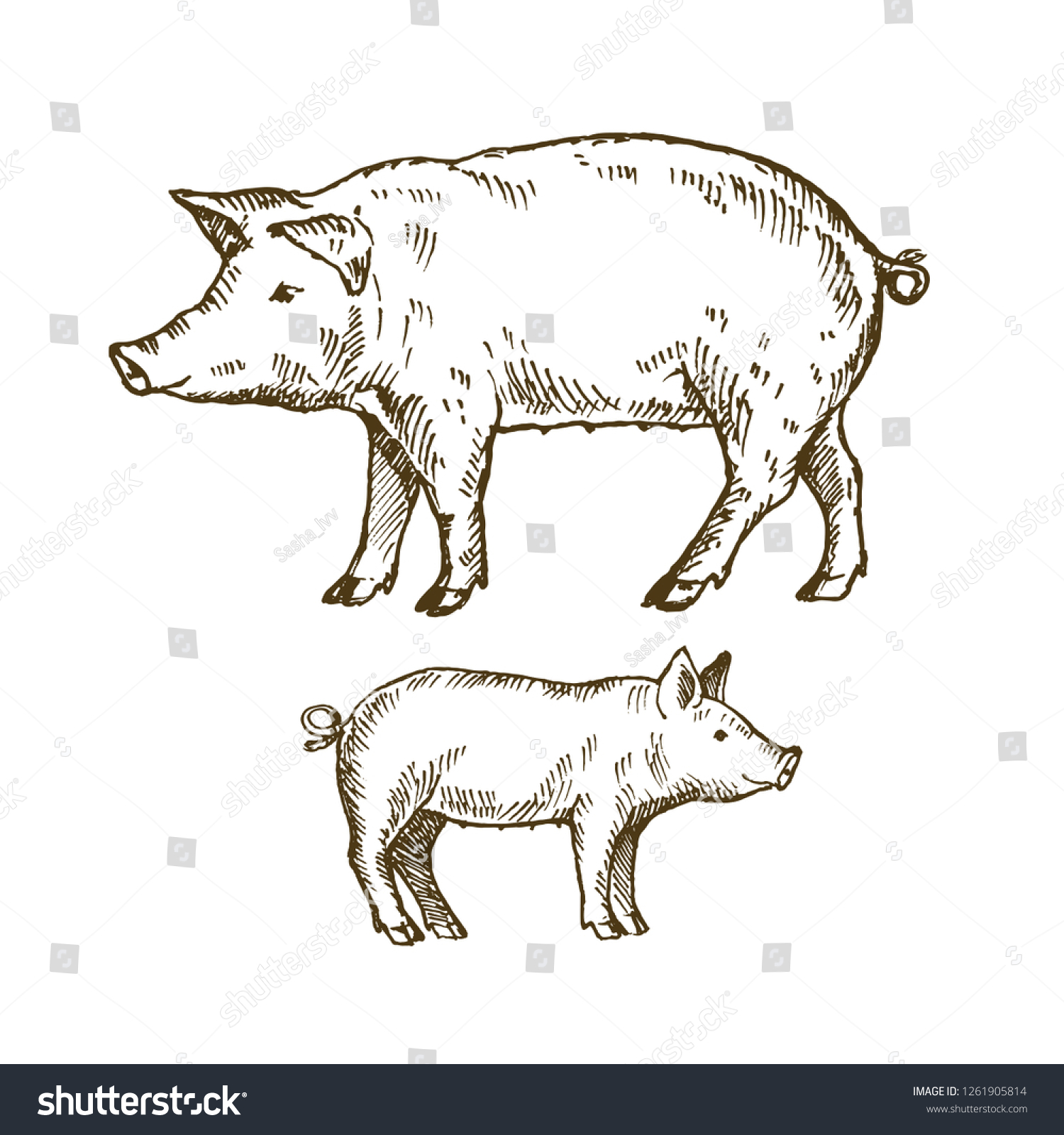 Hand Drawn Pig Piggy Sketch Vector Stock Vector (Royalty Free ...