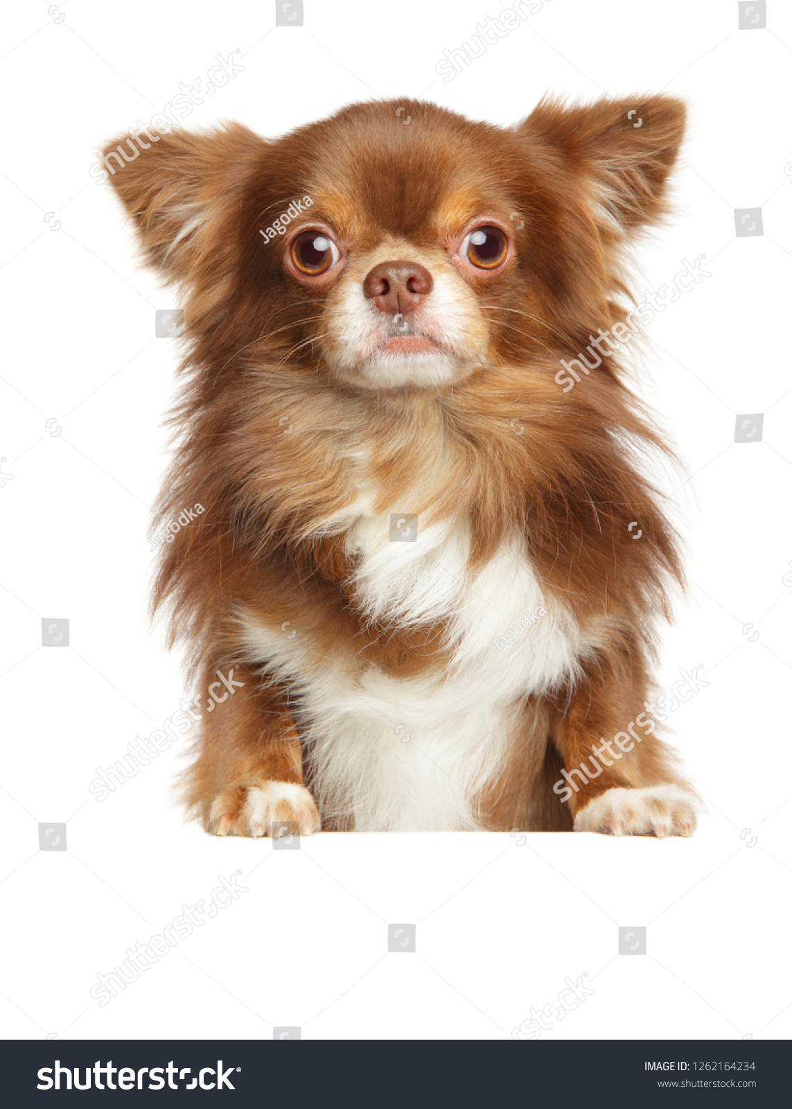 white and tan long haired chihuahua
