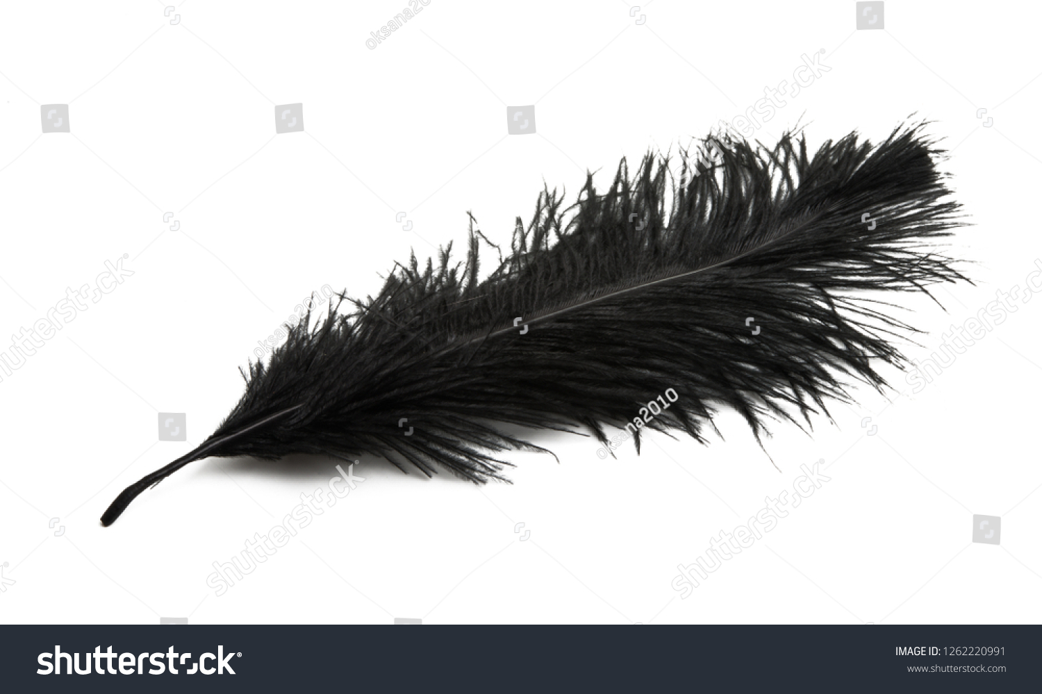 Color Ostrich Feather Isolated On White Stock Photo 1262220991 ...