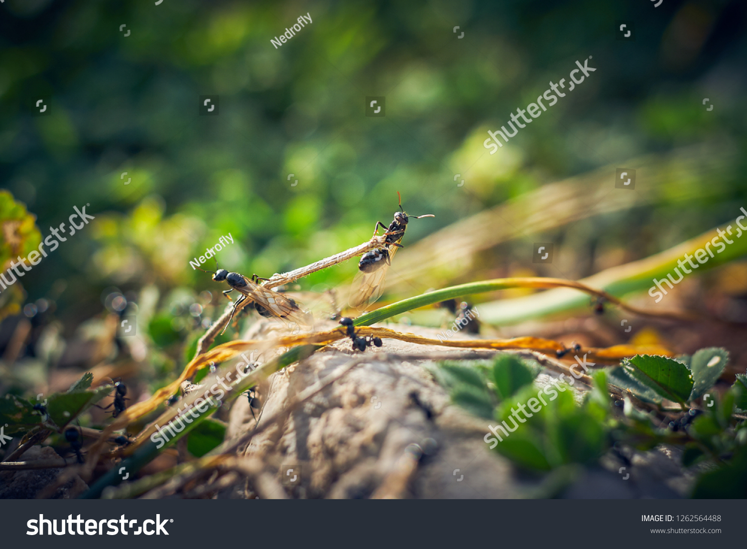 Black Ants Wings Stock Photo 1262564488 Shutterstock   Stock Photo Black Ants With Wings 1262564488 