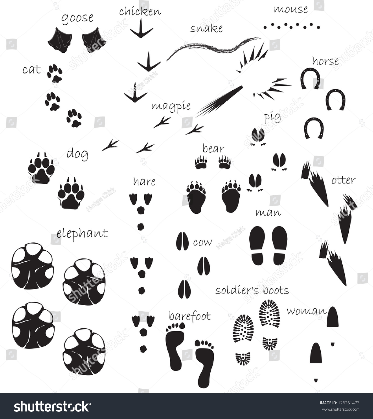 Отпечатки следов животных с подписями