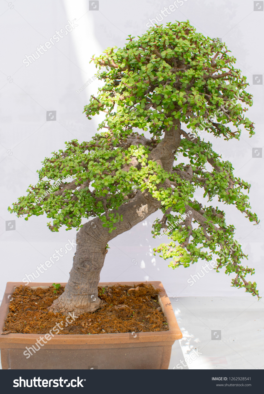 jade bonsai tree plant stockfoto 1262928541  shutterstock