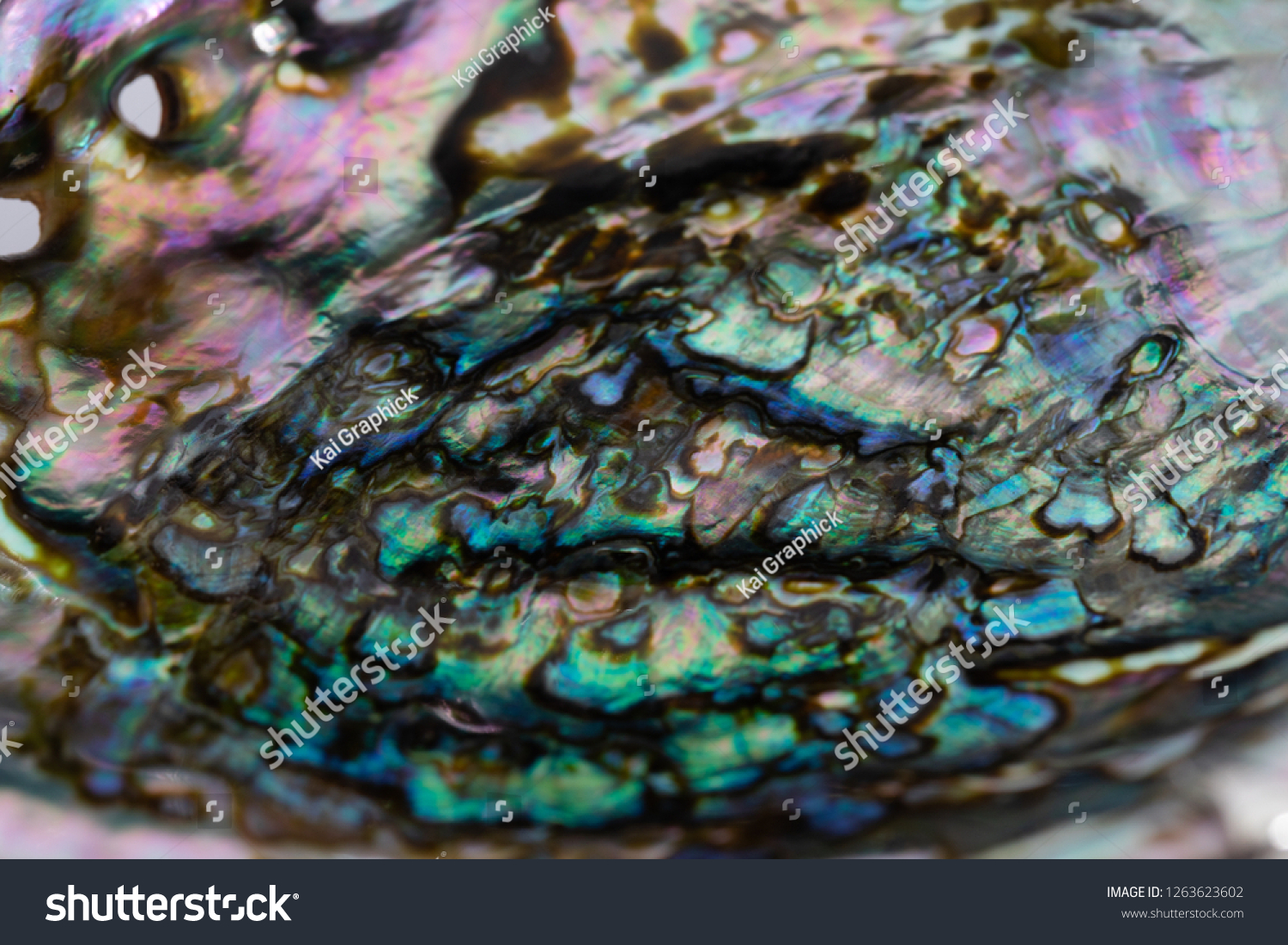 Abalone Shell One Beautiful Sea Creatures Stock Photo 1263623602 ...