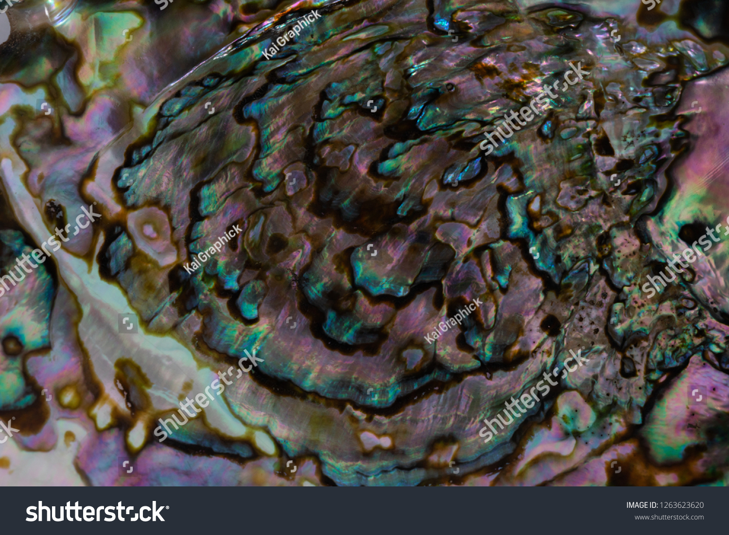 Abalone Shell One Beautiful Sea Creatures Stock Photo 1263623620 ...