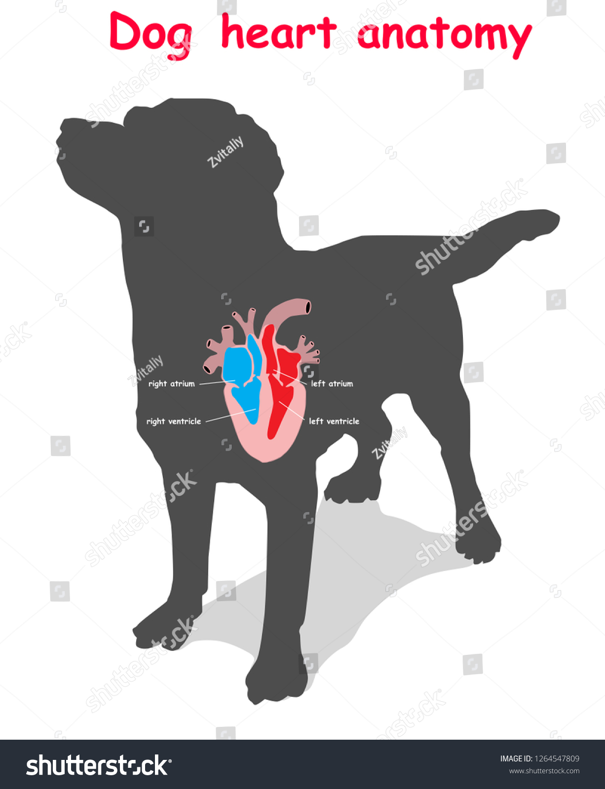 Сердце собаки расположено