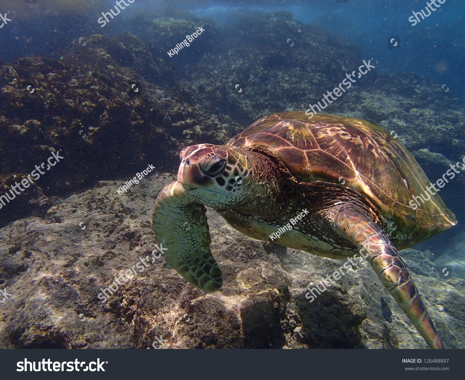 Green Sea Turtle Swimming Underwater Stock Photo 126488897 | Shutterstock