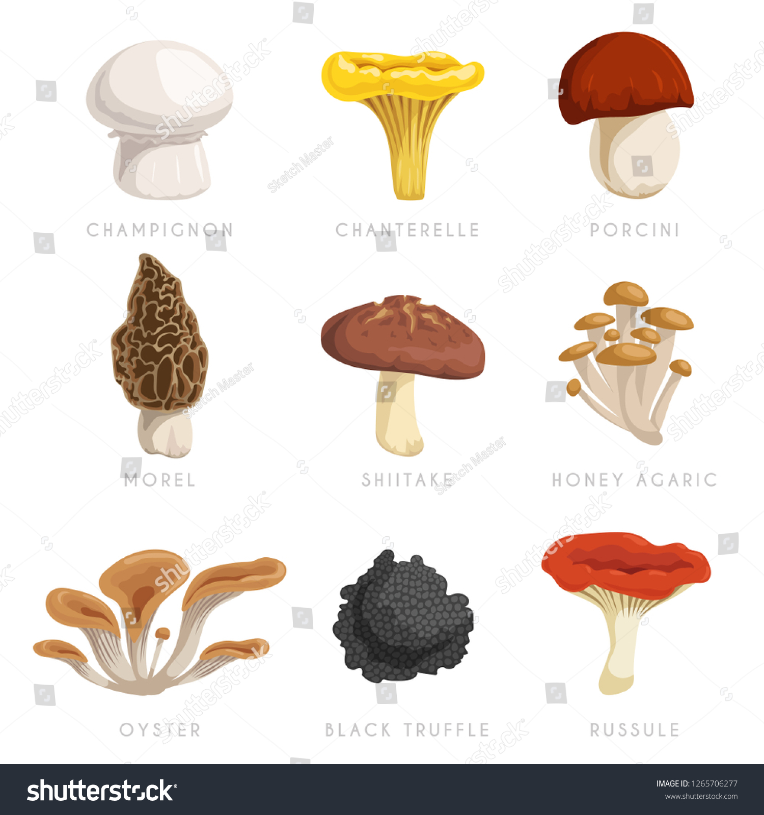 Edible Mushrooms Set Cartoon Flat Design Stock Vector (Royalty Free ...