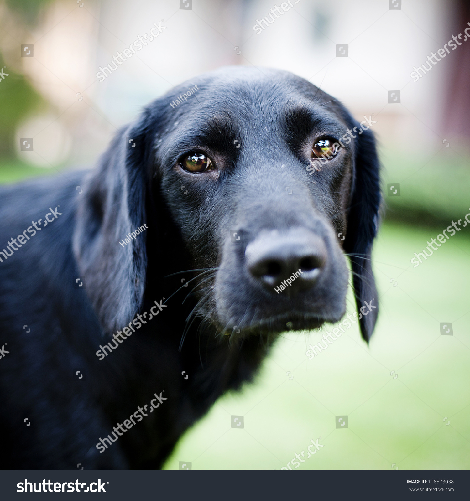 Cute Dog Sad Dog Stock Photo 126573038 Shutterstock