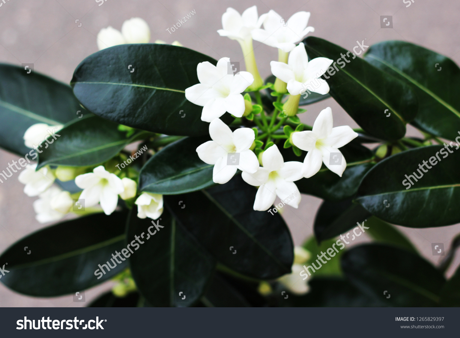 colored stephanotis