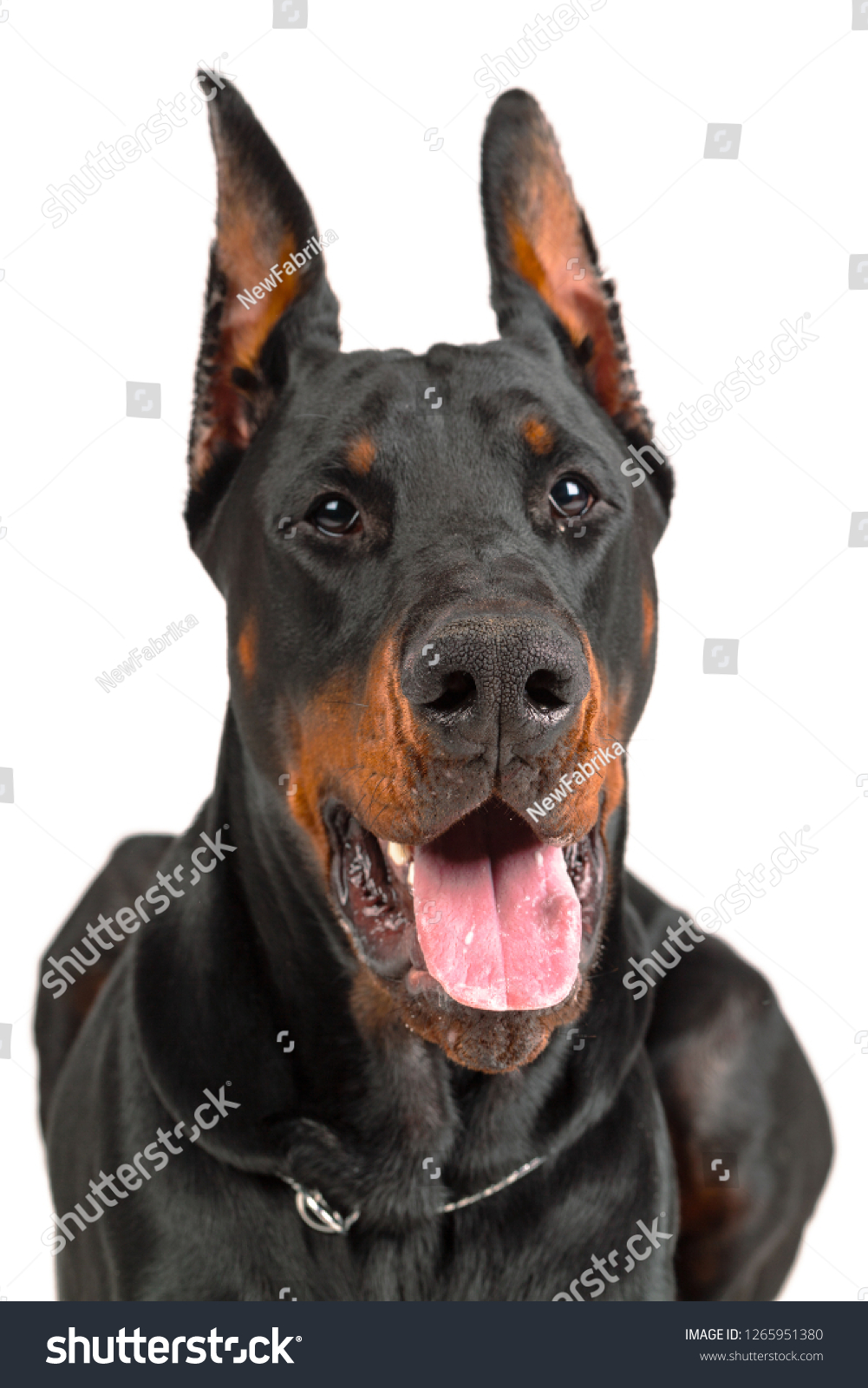 Doberman Isolated On White Background Stock Photo 1265951380 | Shutterstock