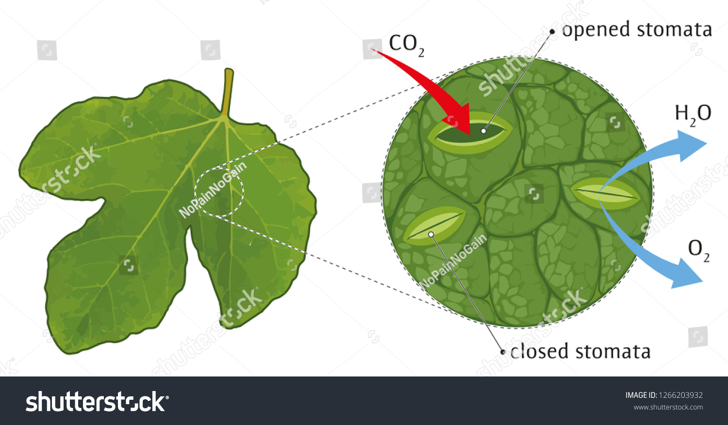 stomata in leaf