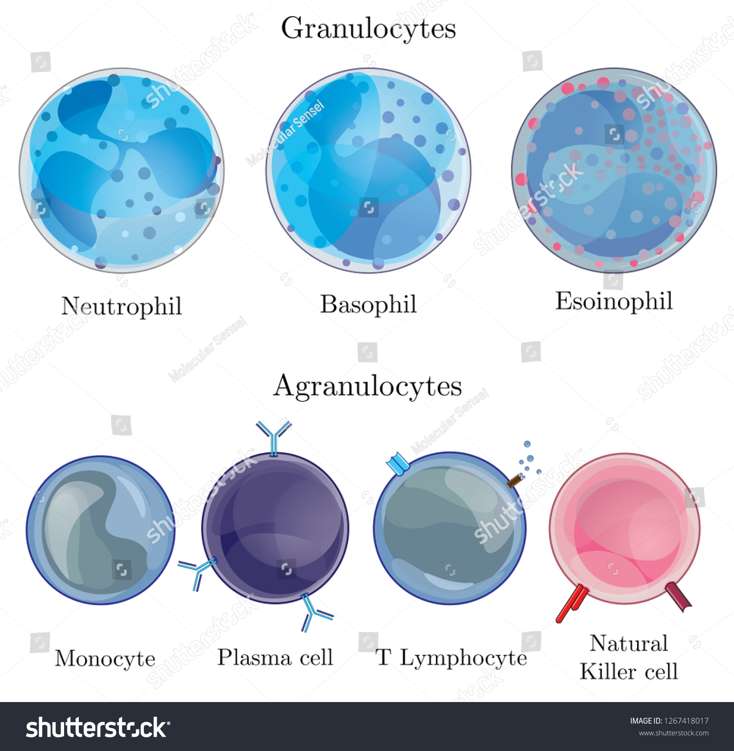 Illustration Showing Granulocytes Agranulocytes Human Circulatory ...