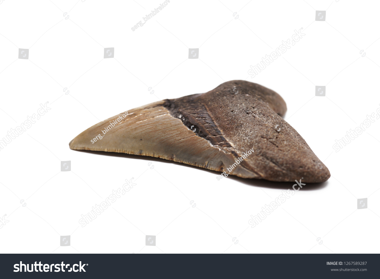 Fossil Tooth Prehistoric Megalodon Shark Isolated Stock Photo ...