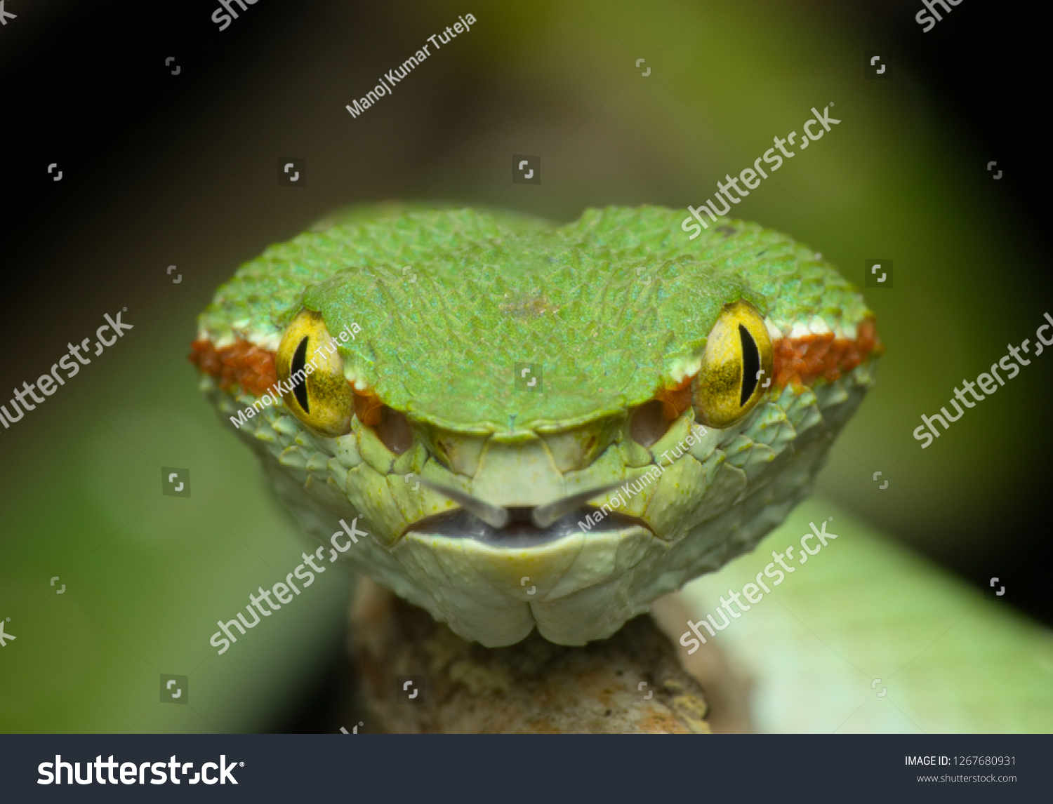 pit viper face